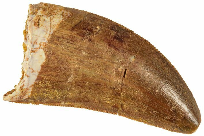 Serrated, Juvenile Carcharodontosaurus Tooth #214412